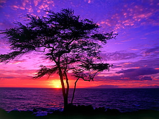 silhouette photo of tree and sea during sunset