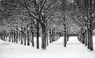 black trees covered by snow at daytime, uppsala HD wallpaper