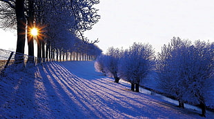 bare trees, nature