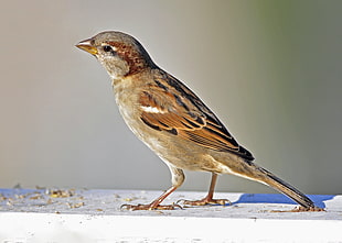 house sparrow bird HD wallpaper