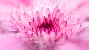 close up shot of pink flower HD wallpaper