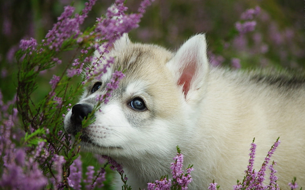 white and brown Siberian Husky puppy on purple petaled flower field close-up photo during daytime HD wallpaper