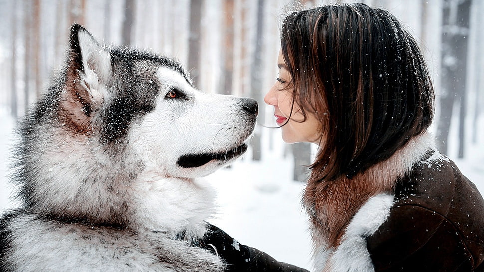 white Siberian husky in front of woman HD wallpaper