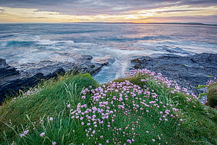 landscape photography of ocean near green grass with white flowers during golden hour