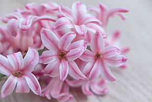 pink Hyacinth flower in closeup photo