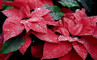 red Poinsettia with droplets HD wallpaper