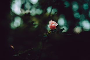 pink rose, Rose, Bud, Petals