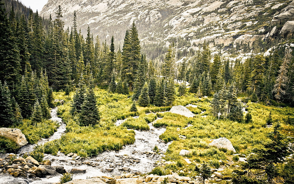 green pine trees and mountain photo HD wallpaper