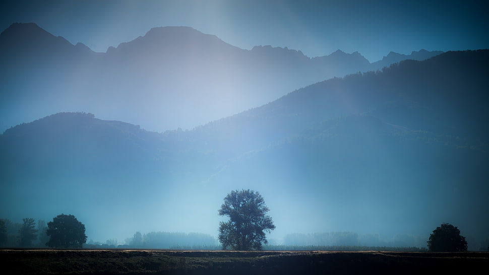 green leafed tree, mist, trees HD wallpaper