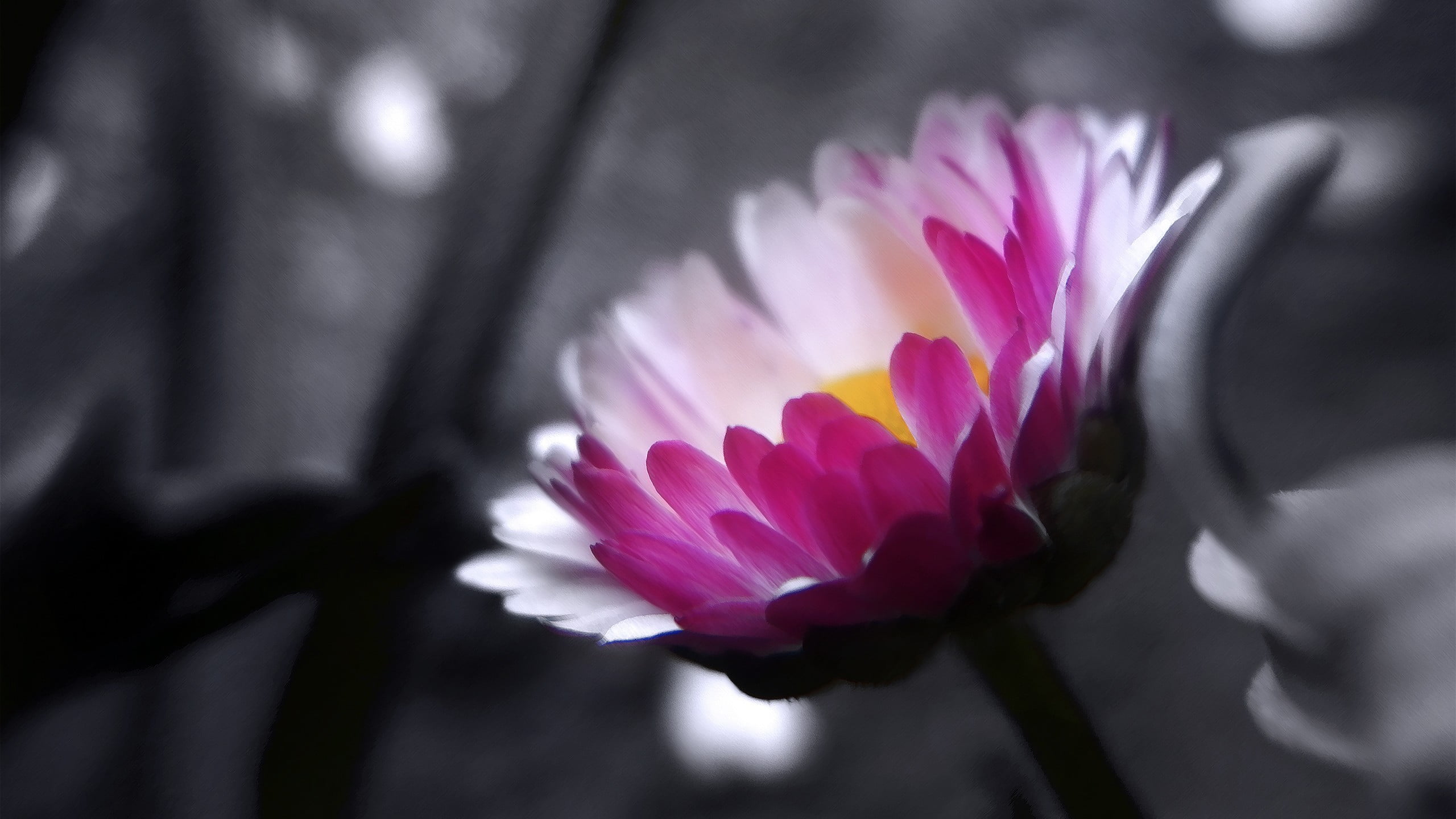 pink petaled flower, wavy hair, flowers, selective coloring