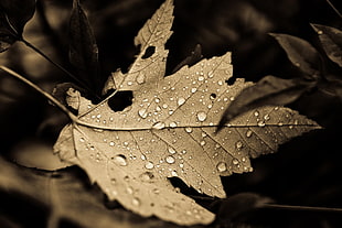 dry leaf, leaves, sepia, dew, nature