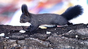 selective focus photography of gray animal on brown tree