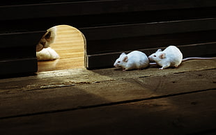 two white mice, nature, animals, cat, mice