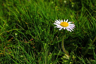 white daisy at bloom HD wallpaper