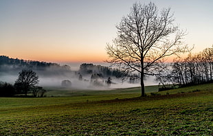 landscape photography of green fields with fog