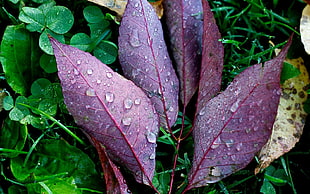 purple-colored leaves