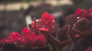 red petaled flowers, flowers, red flowers, macro, depth of field HD wallpaper