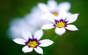 two white-purple-and-yellow shallow focus flowers