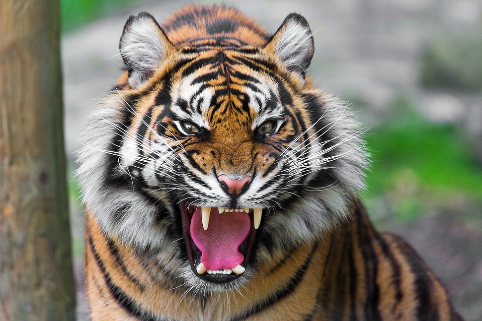 selective focus photo of tiger HD wallpaper
