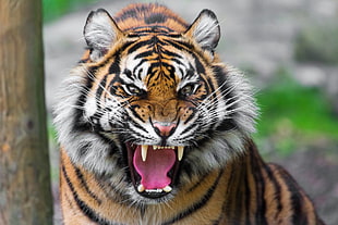 selective focus photo of tiger