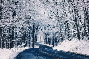 empty road with withered trees covered in snow, road, landscape, winter, snow