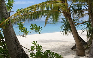 green palm tree beside seashore