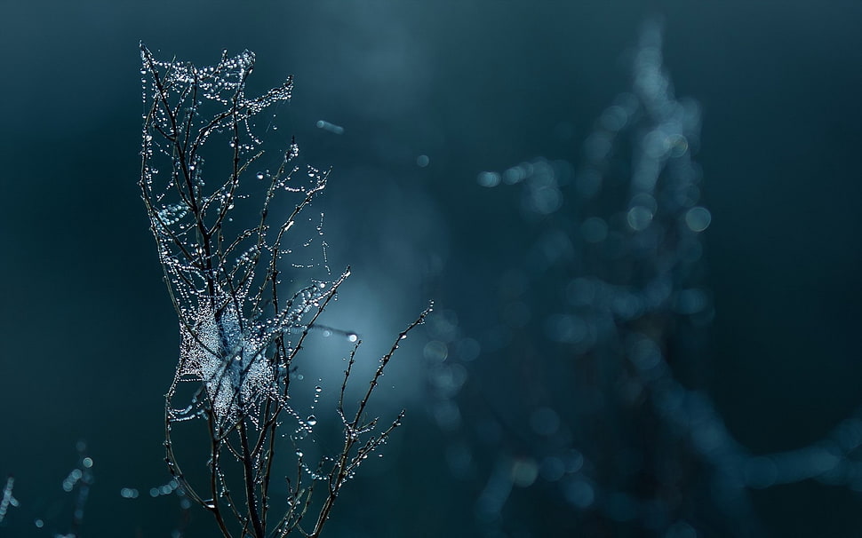 spider web on branch HD wallpaper