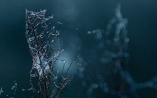 spider web on branch