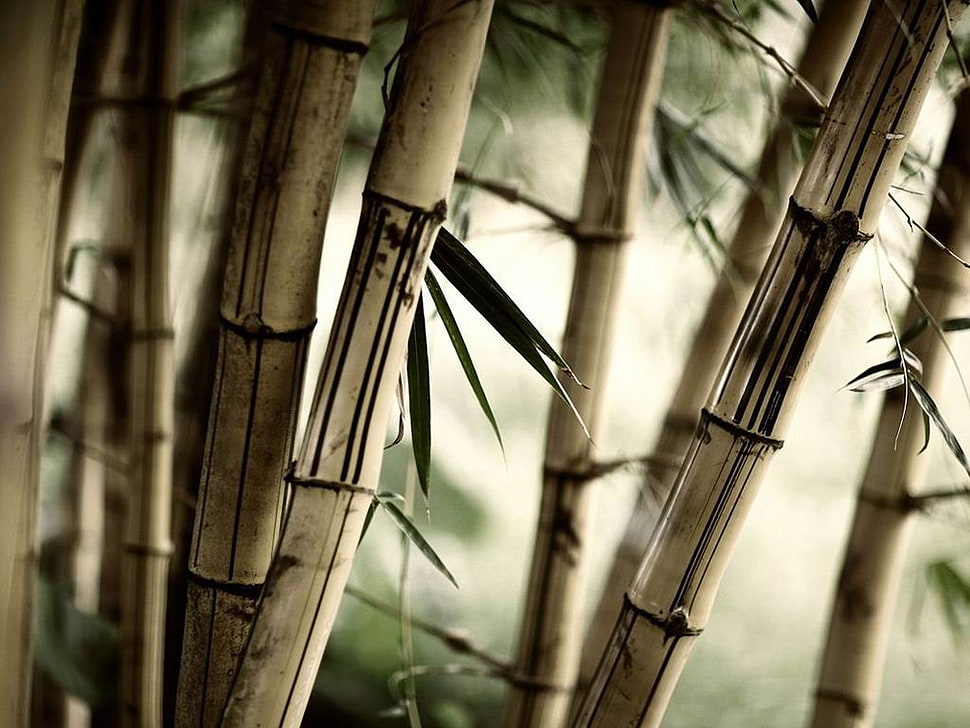 brown bamboo plants, nature, bamboo HD wallpaper