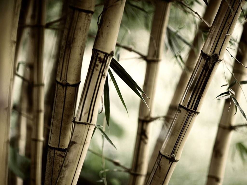 brown bamboo plants, nature, bamboo