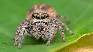 focus photography of grey of brown and white spider, jumping spider