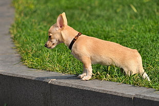 puppy on grass at daytime
