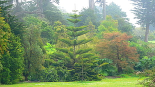 green pine tree, trees