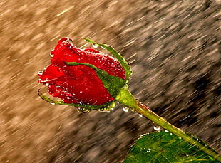 time lapse photography of red Rose flower with water dew