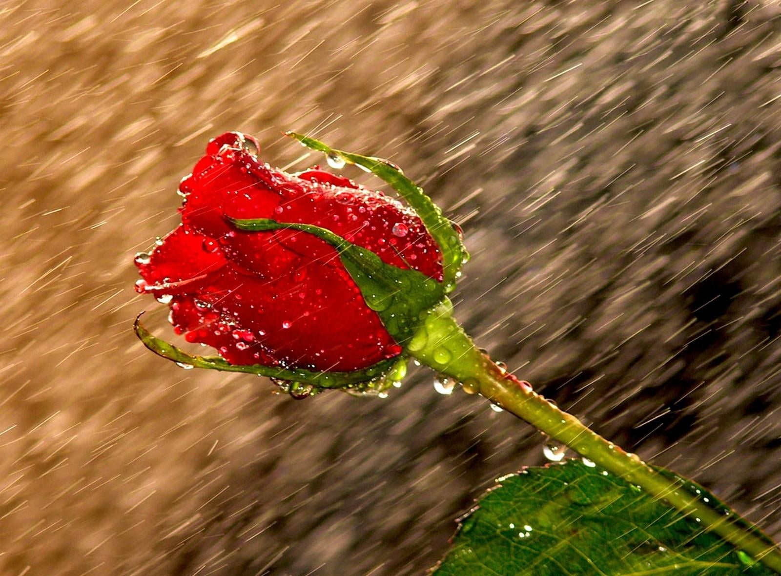 Time lapse photography of red Rose flower with water dew HD