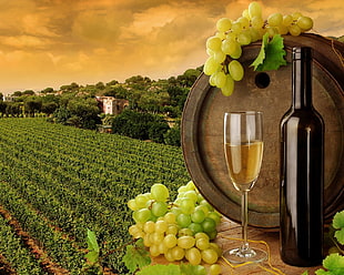 yellow and green flower decor, landscape, wine