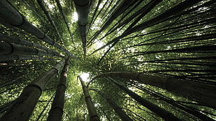 low angle photography of bamboo trees during daytime