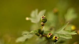 focus photography of green plant