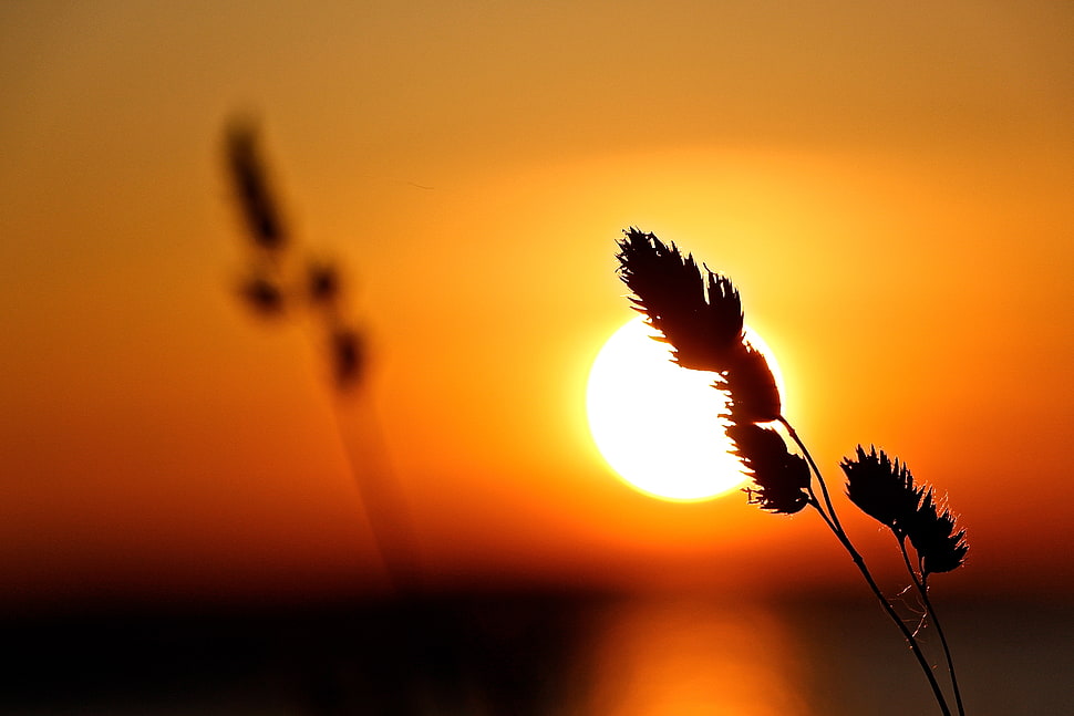 silhouette photography of plant during sunset HD wallpaper