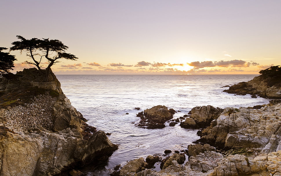 tree on the cliff near the ocean HD wallpaper