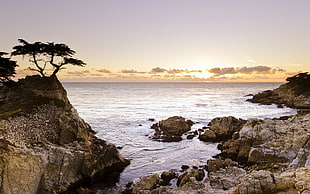 tree on the cliff near the ocean HD wallpaper