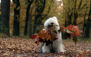long-coated white dog, dog, leaves, fall, animals