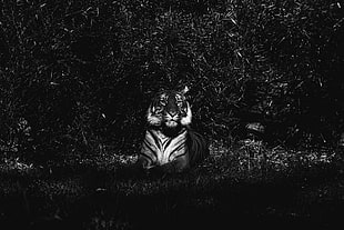 Tiger black and white photo HD wallpaper