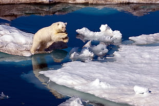 polar bear leaping on ice photo taken during daytime HD wallpaper