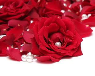 closeup photo of red roses with pearls