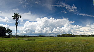 green field under blue sky