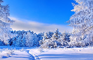 snowy trees, forest, trees, snow
