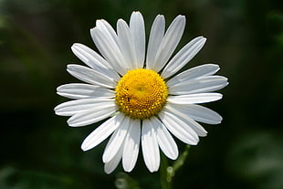 selective photography of white Daisy flower, marguerite