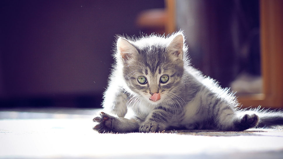 gray tabby kitten, cat, animals, nature, feline HD wallpaper