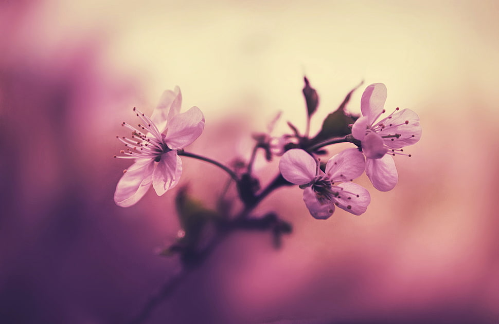 white cherry blossom flowers HD wallpaper